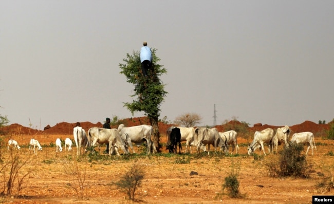 FILE - A herdsman climbs a tree to cut vegetation for his animals in Zamfara, Nigeria, April 21, 2016. Increased violence northwest Nigeria, including clashes between farmers and herders, has driven tens of thousands of people to seek safety in Niger.