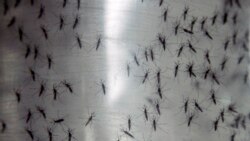  La OPS advierte sobre el aumento de casos de chikungunya
