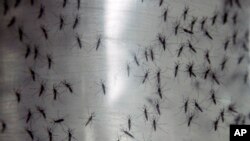 FILE - Containers hold genetically modified mosquitoes, Sept. 25, 2014.