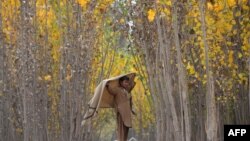 FILE - In this photograph taken on Nov. 22, 2016, an Afghan child shepherd walks under the changing leaves of trees on the outskirts of Jalalabad.