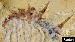 FILE - A fossil of Collinsium ciliosum, a Collins' monster-type lobopodian found in the early Cambrian Xiaoshiba deposit of southern China, is seen in a picture provided by Jie Yang. 