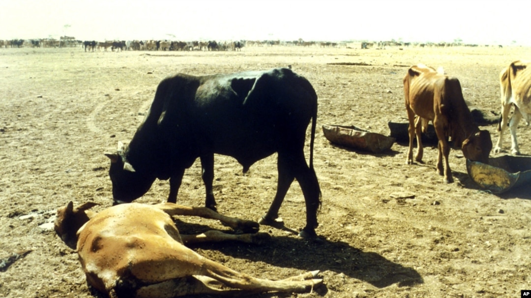 plague of diseased livestock