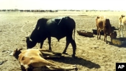 Cattle killed by rinderpest in Sudan in 1987. After a mystery disease killed cows in South Darfur, their herdsmen turned to South Sudan for help. (AP)