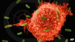 Instead of attacking the tumor itself, a newly developed antibody for pancreatic cancer, targets the dense tissue surrounding the cancer.