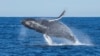 Technology System Aims to Protect Whales from Ships