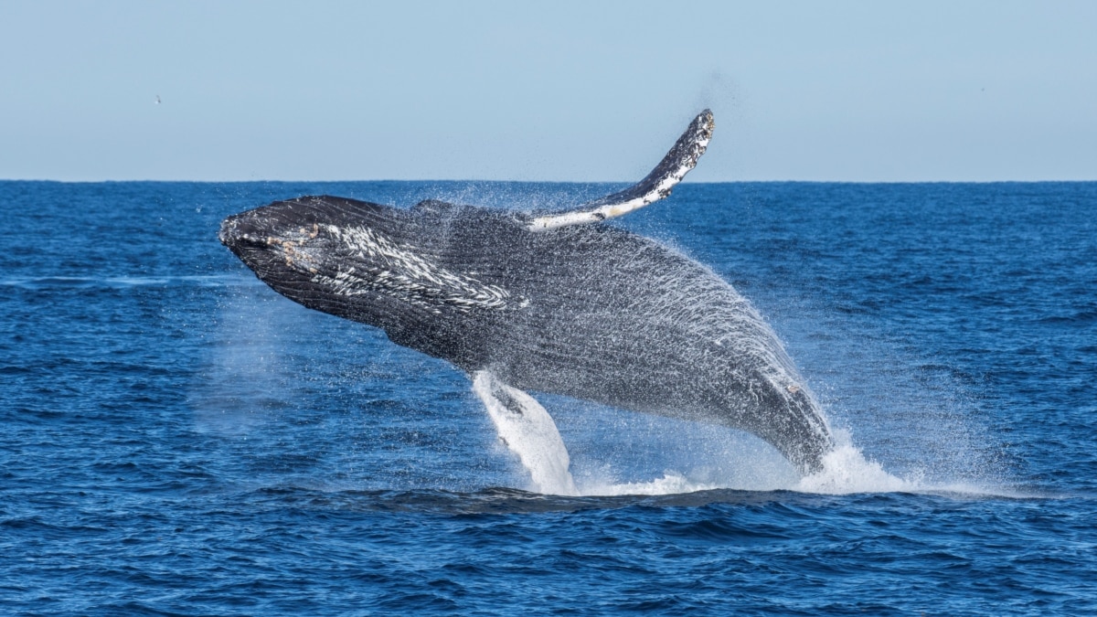 Sistema tecnológico tiene como objetivo proteger a las ballenas de los barcos