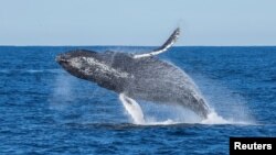 A humpback whale breaches off the coast of California, U.S. in this undated handout photograph.