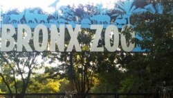 باغ وحش برونکس