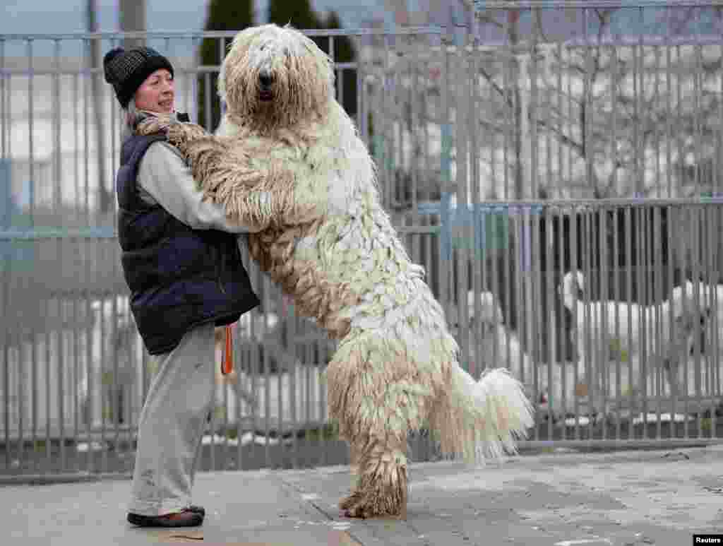 Timea Korozs plays with her Komondor, a traditional Hungarian guard dog, in Bodony.