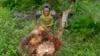 Pekerja mengumpulkan buah sawit dari kebun sawit di kawasan transmigrasi Arso, Papua, 19 April 2007. (Foto: REUTERS/Oka Barta)