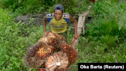 Pekerja mengumpulkan buah sawit dari kebun sawit di kawasan transmigrasi Arso, Papua, 19 April 2007. (Foto: REUTERS/Oka Barta)