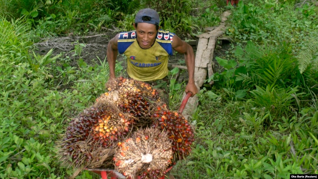 Pekerja mengumpulkan buah sawit dari kebun sawit di kawasan transmigrasi Arso, Papua, 19 April 2007. (Foto: REUTERS/Oka Barta)