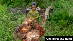 Pekerja mengumpulkan buah sawit dari kebun sawit di kawasan transmigrasi Arso, Papua, 19 April 2007. (Foto: REUTERS/Oka Barta)