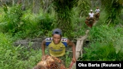 Pekerja mengumpulkan buah sawit dari kebun sawit di kawasan transmigrasi Arso, Papua, 19 April 2007. (Foto: REUTERS/Oka Barta)