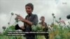 Poppy Harvest Season Underway in Eastern Afghanistan