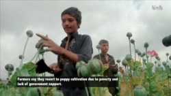 Poppy Harvest Season Underway in Eastern Afghanistan