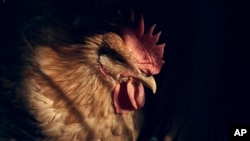 A chicken rests inside a cage at the La Granja Live Poultry Corp. store, Feb. 7, 2025, in New York. A recent study found that bird flu has silently spread from animals to some veterinarians.