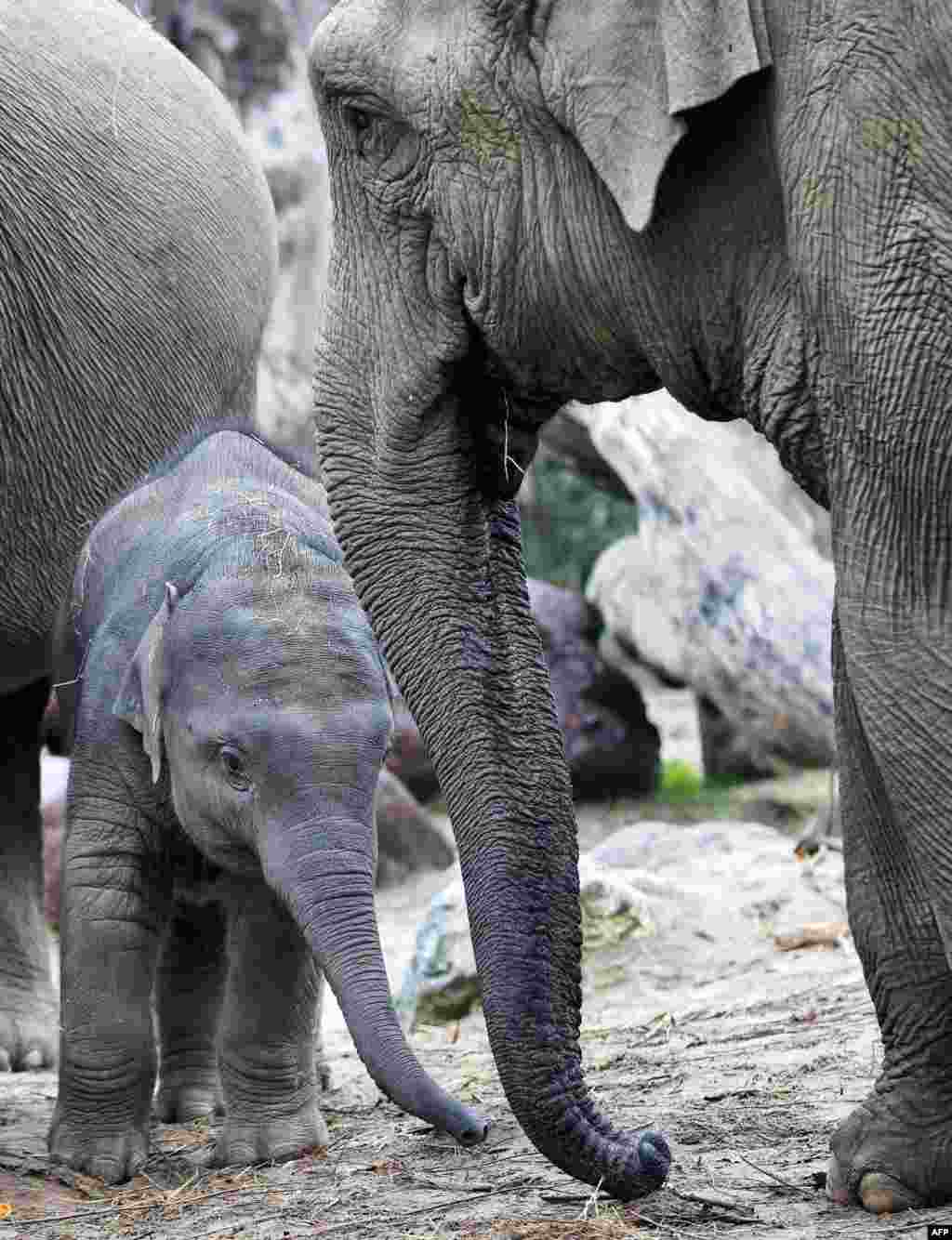 Anak gajah yang bernama Kyan (kiri)  merayakan ulang tahun pertamanya di Kebun Binatang Amersfoort di Belanda.