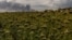 This photograph shows a sunflower field with smoke rising in the background from a warehouse following a Russian air attack near Boryspil, Kyiv region on August 27, 2026, amid the Russian invasion of Ukraine.