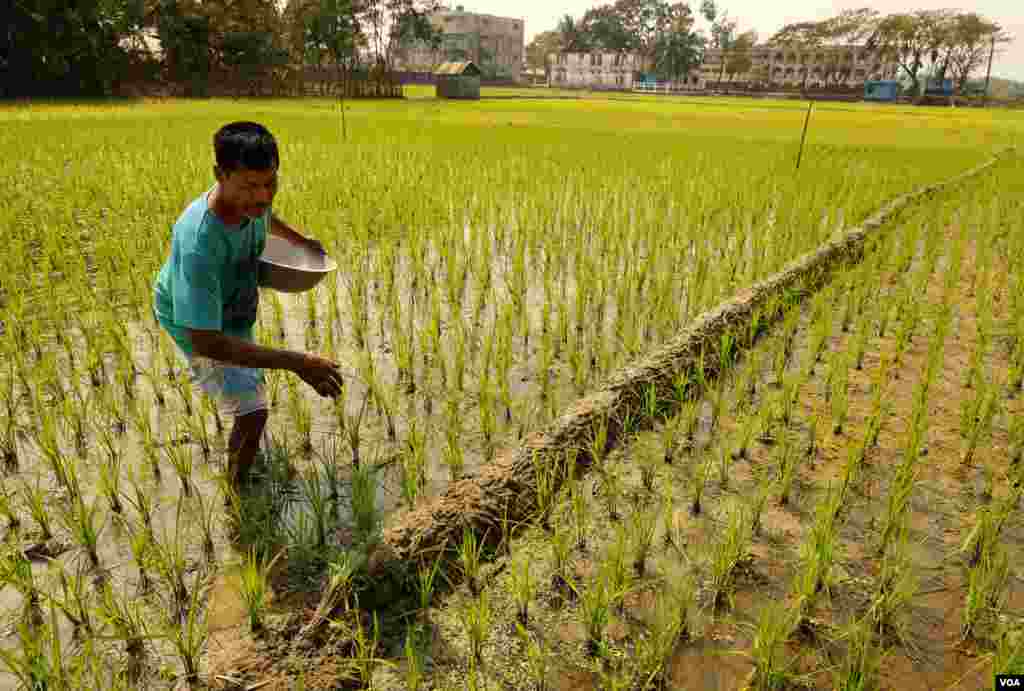 Farmer Muhammad Islam seeds his rice fields near Kutupalong refugee camps in the Teknaf region Feb. 15, 2020. (Hai Do/VOA)