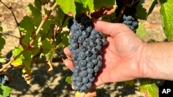 Oregon State University students show Pinot noir grapes at the university's vineyard near Alpine, Ore., on Friday, Sept. 8, 2023. (AP Photo/Andrew Selsky)