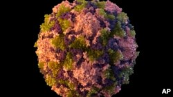 Ova ilustracija iz 2014. iz američkih Centara za kontrolu i prevenciju bolesti prikazuje česticu poliovirusa.