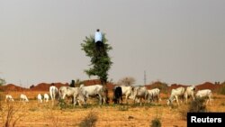 Un berger grimpe dans un arbre pour couper la végétation de ses animaux lors d'une pénurie d'herbe dans la ville minière de Zamfara, Nigéria, le 21 avril 2016. REUTERS / Afolabi Sotunde - S1BETDKTFYAA