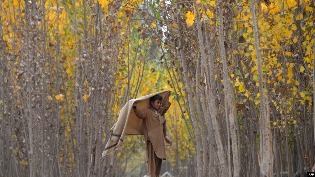 FILE - In this photograph taken on Nov. 22, 2016, an Afghan child shepherd walks under the changing leaves of trees on the outskirts of Jalalabad.
