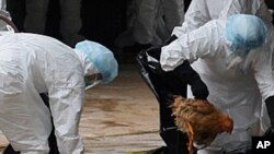 ကြက်ငှက်တုပ်ကွေးကြောင့် တရုတ်ပြည်မှာ လူသေဆုံး