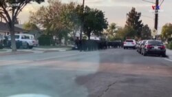 Մոտ 40 կովեր փախել են Լոս Անջելեսի շրջանի սպանդանոցից և հայտնվել բնակելի արվարձաններում