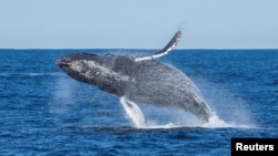 A humpback whale breaches off the coast of California, U.S. in this undated handout photograph.