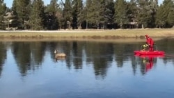 Как в Орегоне оленя спасали