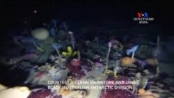 SHORT VIDEO: Ստորջրյա հրաշք` Անտարկտիդայում