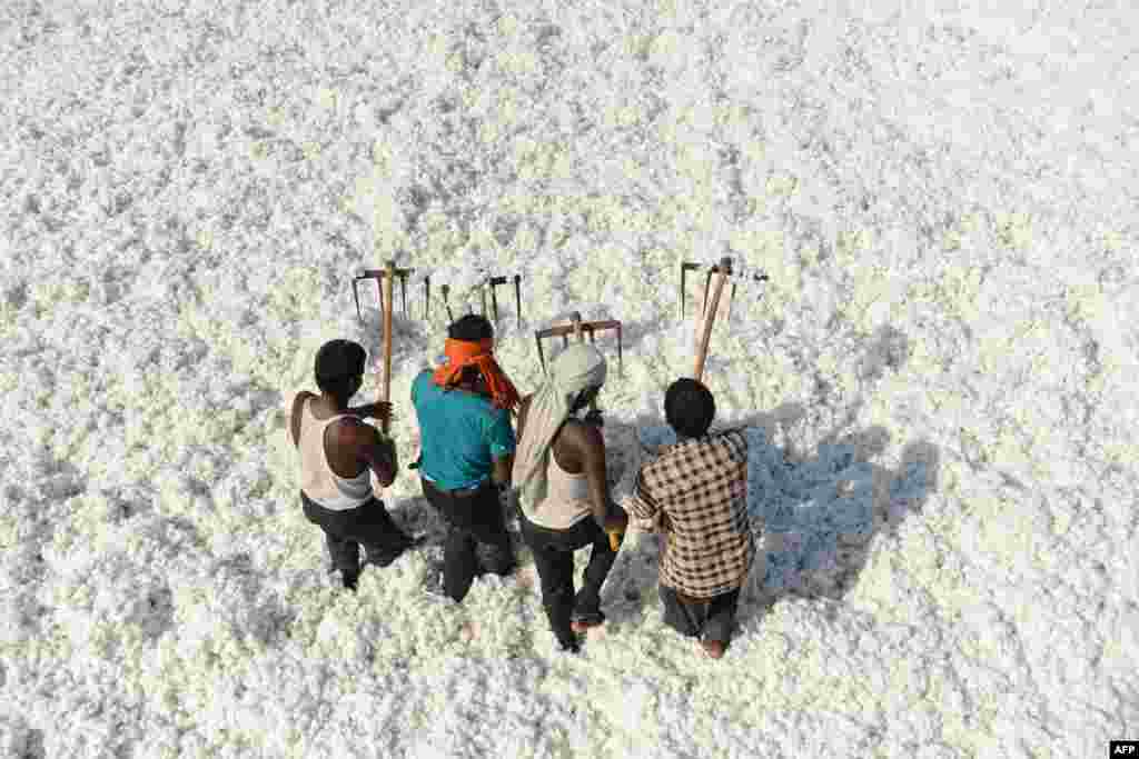 Indian laborers work at a cotton processing and packaging facility in Kadi, also known as 'Cotton City of India', some 50 kms from Ahmedabad.
