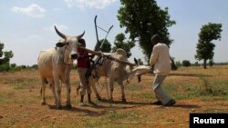 (File) A farm at Saulawa village, on the outskirts of Nigeria's north-central state of Kaduna, May 15, 2013. 