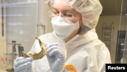 Scientist Verena Schuenemann is shown examining the lower jaw bone of an ancient Egyptian mummy at the Palaeogenetics Laboratory at the University of Tuebingen in Germany in this undated photograph, May 30, 2017. 