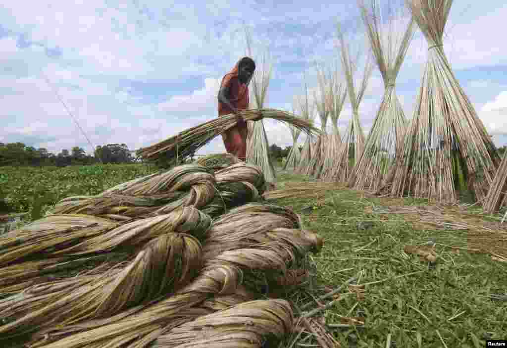 A woman carries a bundle of jute for drying in a paddy field in Nagaon district in the northeastern state of Assam, India.