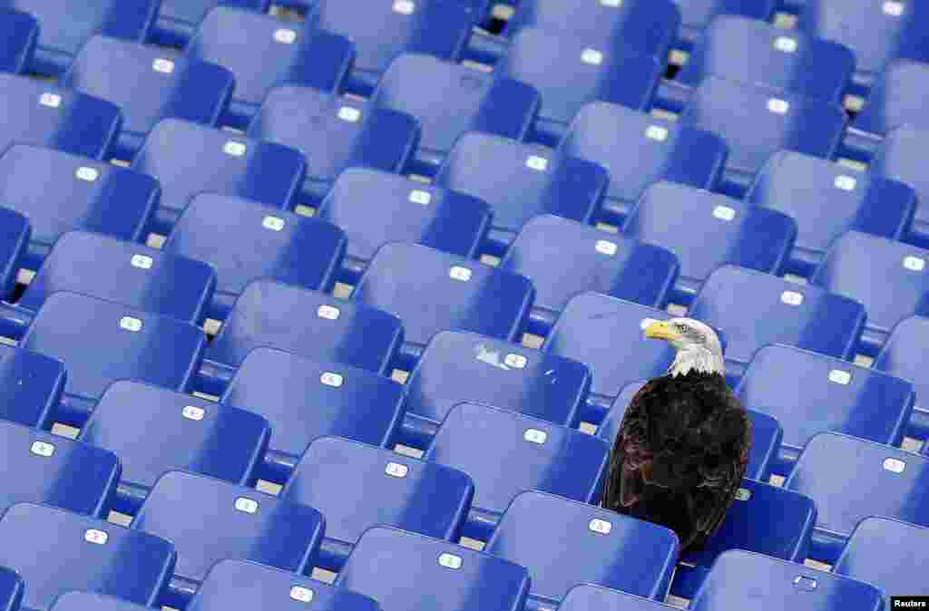 Lazio&#39;s mascot, a white headed eagle called Olimpia, lands in the stands before the start of the Italian Serie A soccer match against Napoli at the Olympic stadium in Rome.