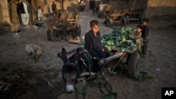 FILE - An Afghan refugee boy sits on a donkey attached with a cart loaded with vegetable leaves collected off the ground of a near by market, in a slum on the outskirts of Islamabad, Pakistan, Feb. 10, 2015.