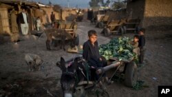 FILE - An Afghan refugee boy sits on a donkey attached with a cart loaded with vegetable leaves collected off the ground of a near by market, in a slum on the outskirts of Islamabad, Pakistan.