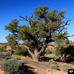 Piñon pine trees like this one dominate Rattlesnake Canyon.