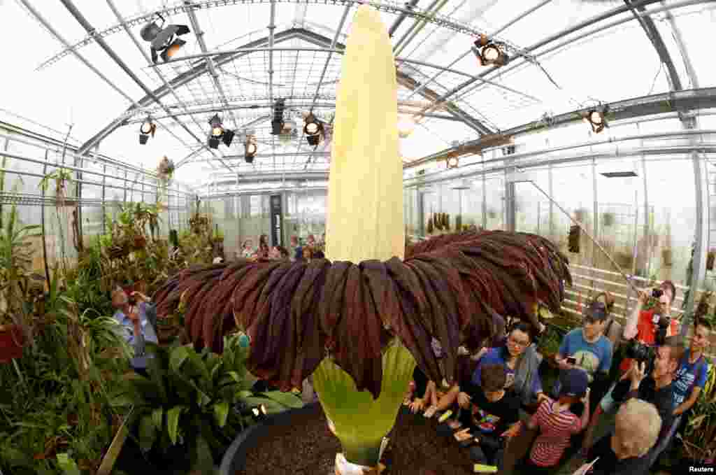 Visitors look at a blooming Titan Arum (Amorphophallus titanum), one of the world&#39;s largest and most rare tropical flowering plants, at Basel&#39;s Botanical Garden, Switzerland. The flower smells like rotting meat, and dries up and dies after two days. 