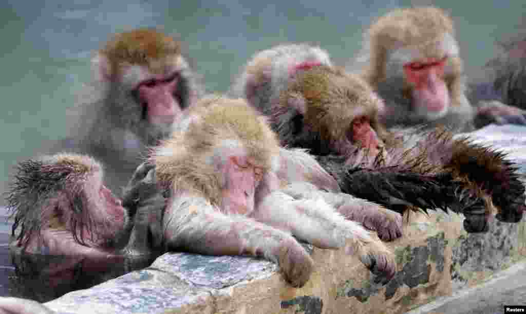 Japanese macaques soak in a hot spring at the Hakodate Tropical Botanical Garden in Hakodate on Japan&#39;s northernmost main island of Hokkaido.