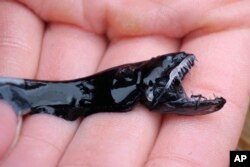 This April 2019 photo provided by Audrey Velasco-Hogan shows a dragonfish during a specimen collection session along the coast of San Diego, California.