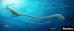A fish-eating reptile called Dinocephalosaurus, which lived about 245 million years ago during the Triassic Period, is pictured in this artist's reconstruction image showing the rough position of the embryo within the mother. (Dinghua Yang/Handout)
