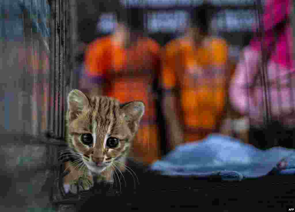 A juvenile leopard cat, seized by authorities during an anti-smuggling operation, is seen past suspected smugglers during a press conference announcing the seizure of trafficked exotic animals in Surabaya, Indonesia.