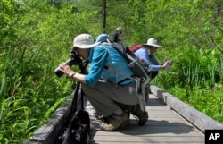 Visitors photograph rare wild pink and white showy lady's slippers orchids in bloom at the Eshqua Bog in Hartland, Vermont, June 22, 2017.