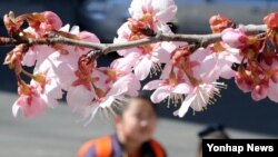 3일 부산 수영구 배화학교 앞에서 어린이들이 꽃망울을 활짝 터뜨린 벚꽃을 구경하고 있다. 