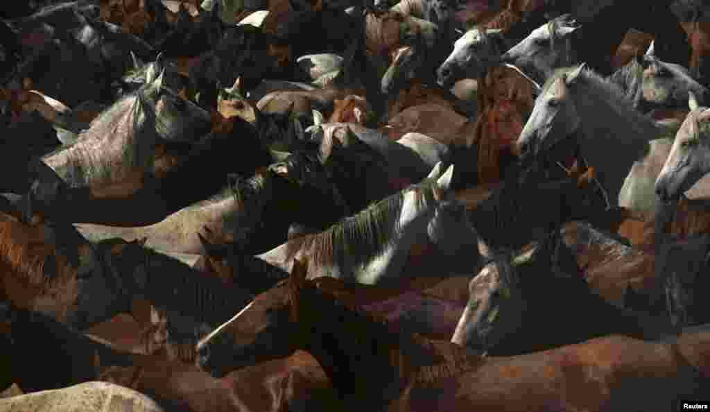 Wild mares gather in front of the shrine of El Rocio during the "Saca de yeguas" event at El Rocio, in Almonte, southern Spain. Every year, hundreds of wild mares are grouped together by riders at Donana National Park and taken to a livestock fair in Almonte village.