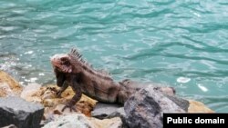 Iguanas are natural swimmers. Maybe this one will jump into the water?